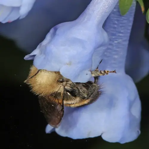 mason bee flower closeup: furry bee with transparent wings collecting pollen from blue tubular blossoms