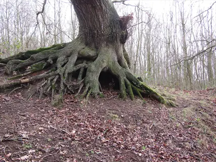massive oak tree roots spreading across a forest floor with moss and fallen leaves - mature taproot system visible