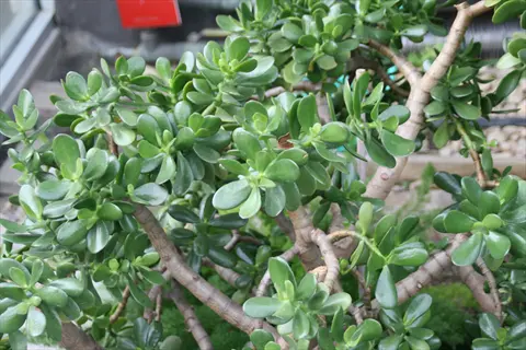 mature crassula ovata jade plant with thick woody stems and dense glossy green leaves growing outdoors