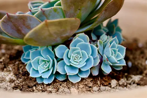 mature echeveria succulent with large mother rosette surrounded by fully developed mature succulent pups featuring blue-green leaves with pink edges, growing in sandy soil