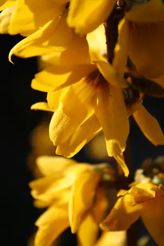meadowlark forsythia blooming in sunlight, vibrant yellow flowers close-up