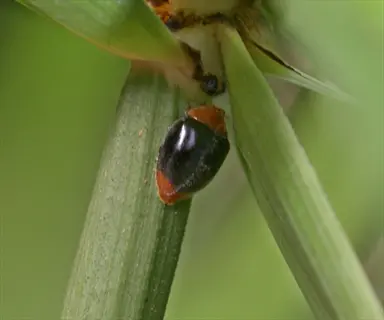 mealybug destroyer beetle on plant stem for biological pest control