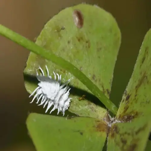 mealybug infestation on plant leaf requiring treatment