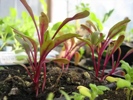 measuring chard plants: young chard seedlings with red-tinged stems growing in containers in a greenhouse, surrounded by plant labels for growth monitoring