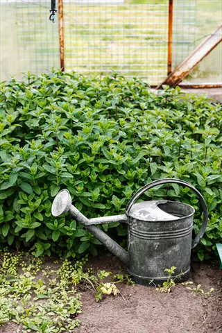 metal watering can in a lush garden with greenhouse mesh background
