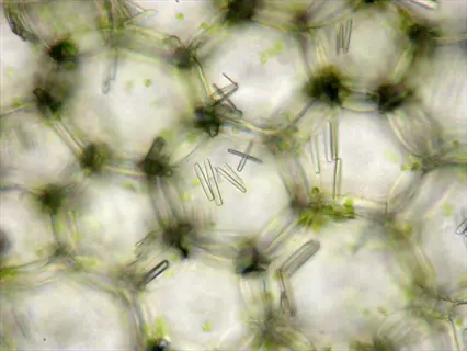 microscope view of plant idioblasts containing needle-shaped calcium oxalate crystals in hexagonal cells