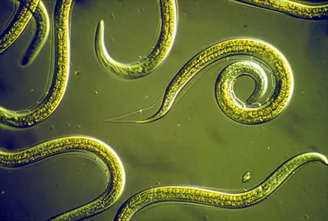 microscopic view of beneficial nematodes, key biological agents for natural pest control applications