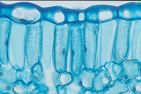 microscopic view of leaf cell structure showing photosynthetic tissue with blue staining, highlighting cellular organization for photosynthesis support system