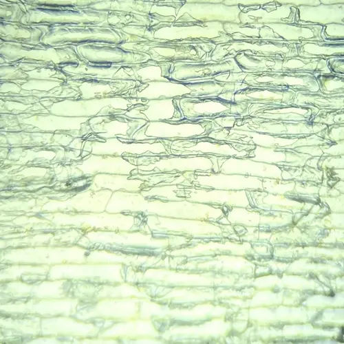 microscopic view of plant cell structures showing layered arrangement with visible cell walls and membranes