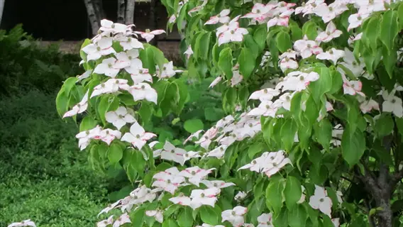 milky way dogwood tree blooming with white flowers featuring pink accents, surrounded by lush green foliage