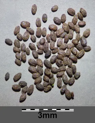 mimulus seed dispersal: pile of dark elongated seeds with 3mm scale bar on gray background. these monkey flower seeds are dispersed through explosive capsule dehiscence