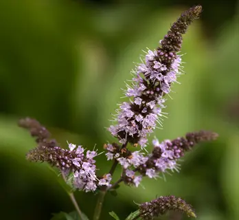 mint flowers purple blooms featuring tall flower spikes with tiny lavender blossoms against soft green background