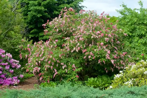 miss canada lilac shrub in full bloom surrounded by other flowering bushes in a lush garden