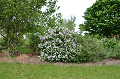 miss kim lilac shrub blooming with purple flowers in a garden, surrounded by trees and grassy lawn
