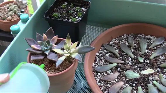 misting succulent propagation tray with soil and arranged leaves - providing proper light and water for successful succulent propagation