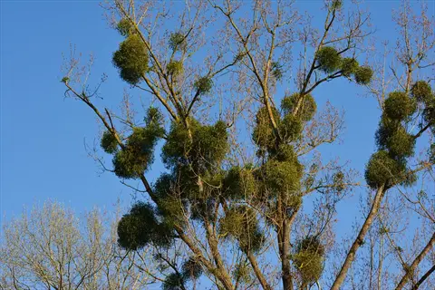 mistletoe parasitic plants growing in clusters on branches of a host tree against a clear blue sky