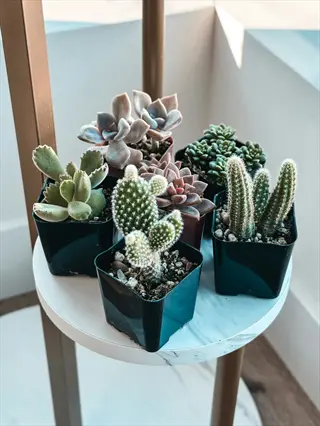 modern indoor cactus display featuring diverse potted cacti and succulents in black containers on a bright windowsill plant stand