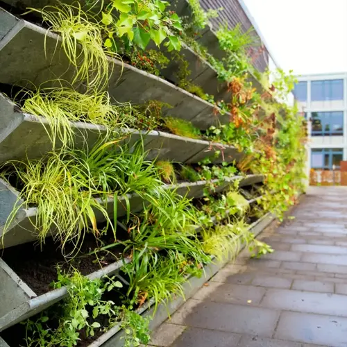 modern vertical garden trellis with lush climbing plants and ferns against urban building facade