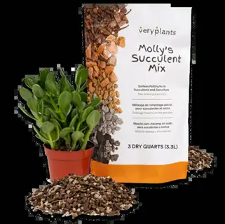 molly's succulent mix bag with soil and potted jade plant - essential for preparing succulent propagation tray soil in propagation containers