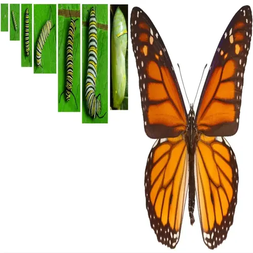monarch butterfly life stages: egg, caterpillar instars (larvae), chrysalis (pupa), and adult butterfly
