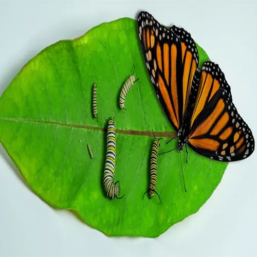 monarch butterfly metamorphosis stages on a milkweed leaf, including eggs, caterpillars, and adult butterfly