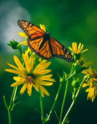 monarch butterfly on yellow coneflower, showcasing monarch butterfly flower interaction in a garden