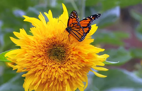 monarch butterfly resting on a vibrant yellow sunflower in a garden setting with blurred green foliage background