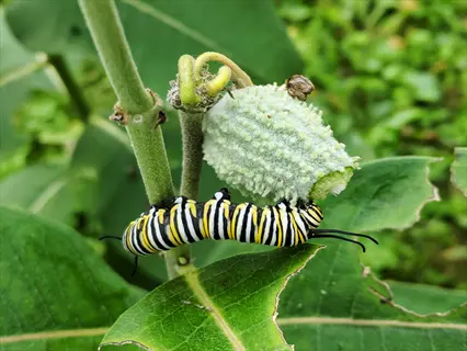 monarch caterpillar with black-yellow-white banding crawling on milkweed plant with broad leaves and green pod, surrounded by blurred green foliage