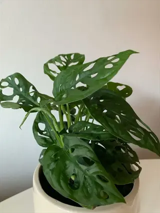 monstera mint variegated plant with fenestrated leaves in a white pot against a light wall