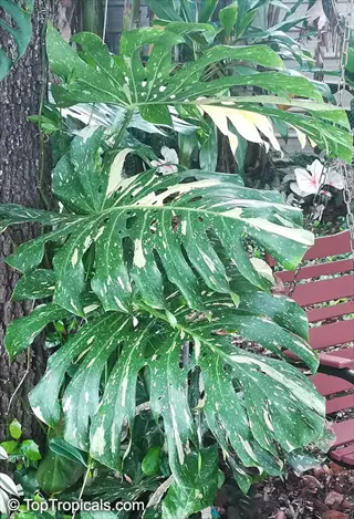 monstera thai constellation plant with large fenestrated variegated leaves growing outdoors