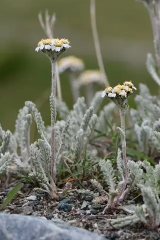 moonshine yarrow silver plant with fuzzy gray-green foliage and small white flower clusters