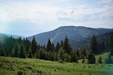 mountainous pine tree landscape with evergreen conifers, green meadows and distant hills under a partly cloudy sky