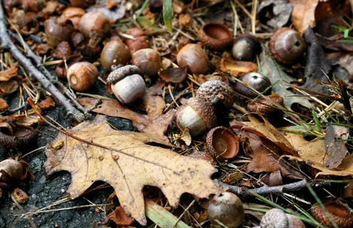 multiple acorns fallen on the ground among autumn leaves and twigs, demonstrating gravity dispersal (barochory)