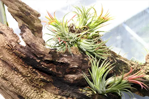 multiple air plants cork bark display with green and reddish tillandsia on textured natural bark against bright background