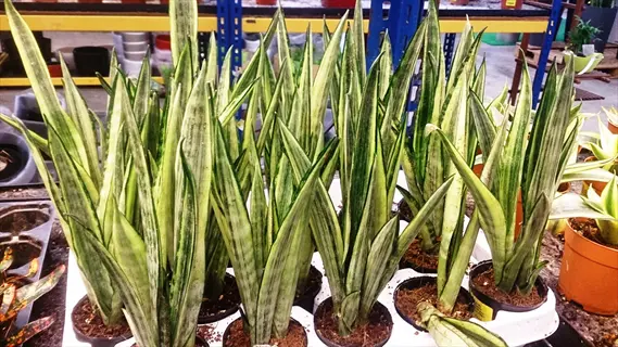 multiple bantel sensation sansevieria (sansevieria 'bantel's sensation') in black pots on white tray in greenhouse. narrow green leaves with light green vertical variegation. background: metal shelving with gardening supplies and other plants