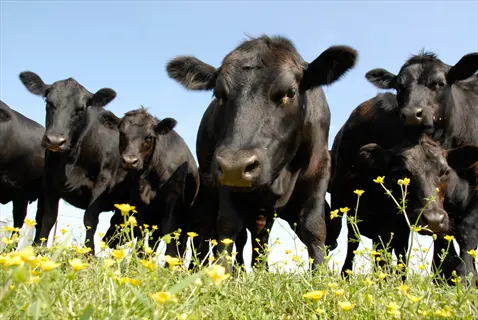 multiple black cattle grazing pasture with green grass and yellow flowers under blue sky