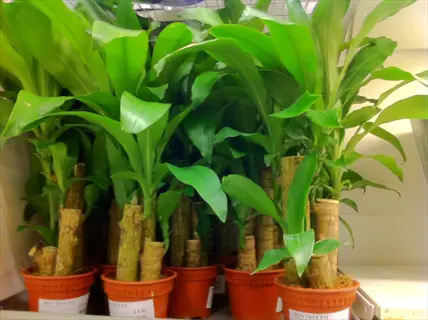 multiple dracaena corn plant indoor (dracaena fragrans) in terracotta pots with visible price tags and 'dracaena' labels on display shelf in garden center