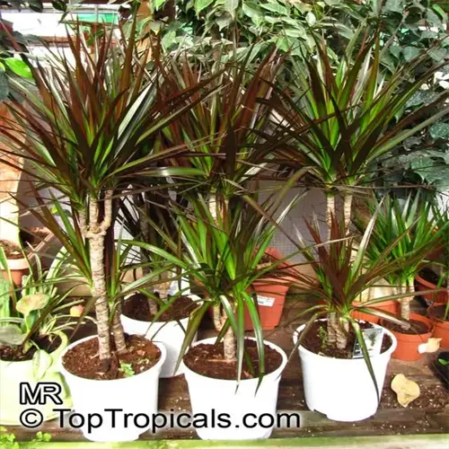 multiple dracaena marginata houseplants in white pots at garden center with watermark text