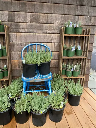 multiple lavender seedlings pots with plant tags arranged on blue chair, wooden shelves, and deck in garden setting