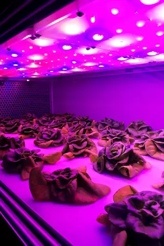 multiple led grow light panels illuminating hydroponically grown lettuce in an indoor vertical farming setup