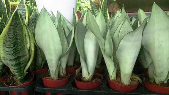 multiple moonshine snake plants (sansevieria trifasciata 'moonshine') in small red pots on black tray. silvery-green broad leaves with horizontal bands. greenhouse setting with other tropical plants in background