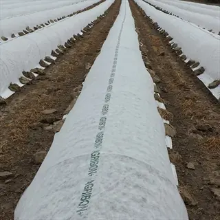 multiple rows of agribon row cover fabric in an agricultural field, with 'agricon' text visible on the covers