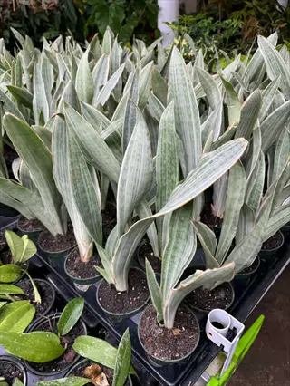 multiple sansevieria sayuri gray plants in black pots on greenhouse bench, showcasing tall silver-green leaves with horizontal banding patterns