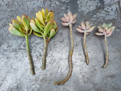 multiple succulent stem cuttings (yellow-green variegated and pink-toned varieties) on textured gray surface, prepared for propagation