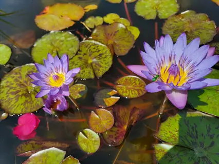 multiple water lilies (nymphaea) in bloom: purple and red-pink flowers with yellow centers surrounded by green lily pads with maroon spots in a sunlit pond