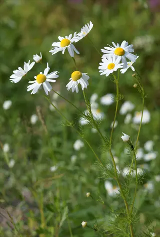 multiple white chamomile flowers with bright yellow centers growing in a lush green meadow