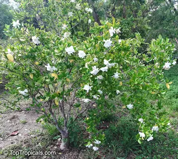 mystery gardenia large shrub with white blooms and glossy green leaves