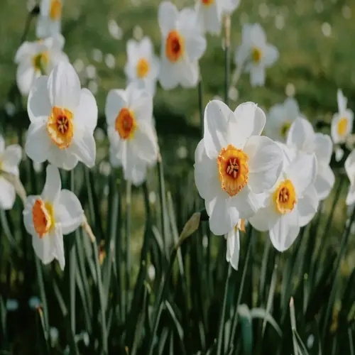 narcissus flower garden with white blooms featuring bright orange cups and green stems under sunny skies