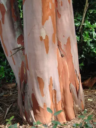 natchez crape myrtle tree trunk showcasing its distinctive mottled exfoliating bark in earthy tones