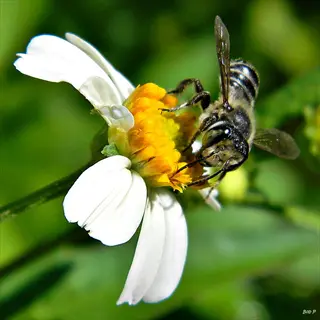 native bee pollinating a white wildflower with yellow center in green foliage